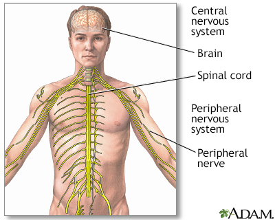 Central nervous system
